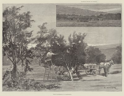 Récolte de fruits en Californie - Charles Auguste Loye
